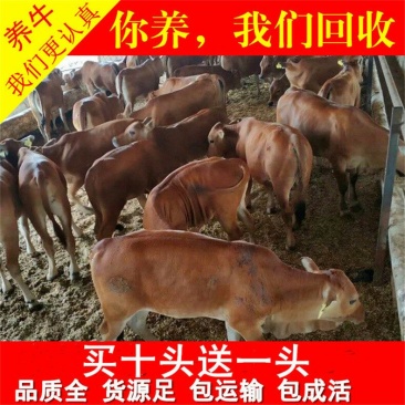 湘西黄牛优良品种品质保障提供技术免费运输