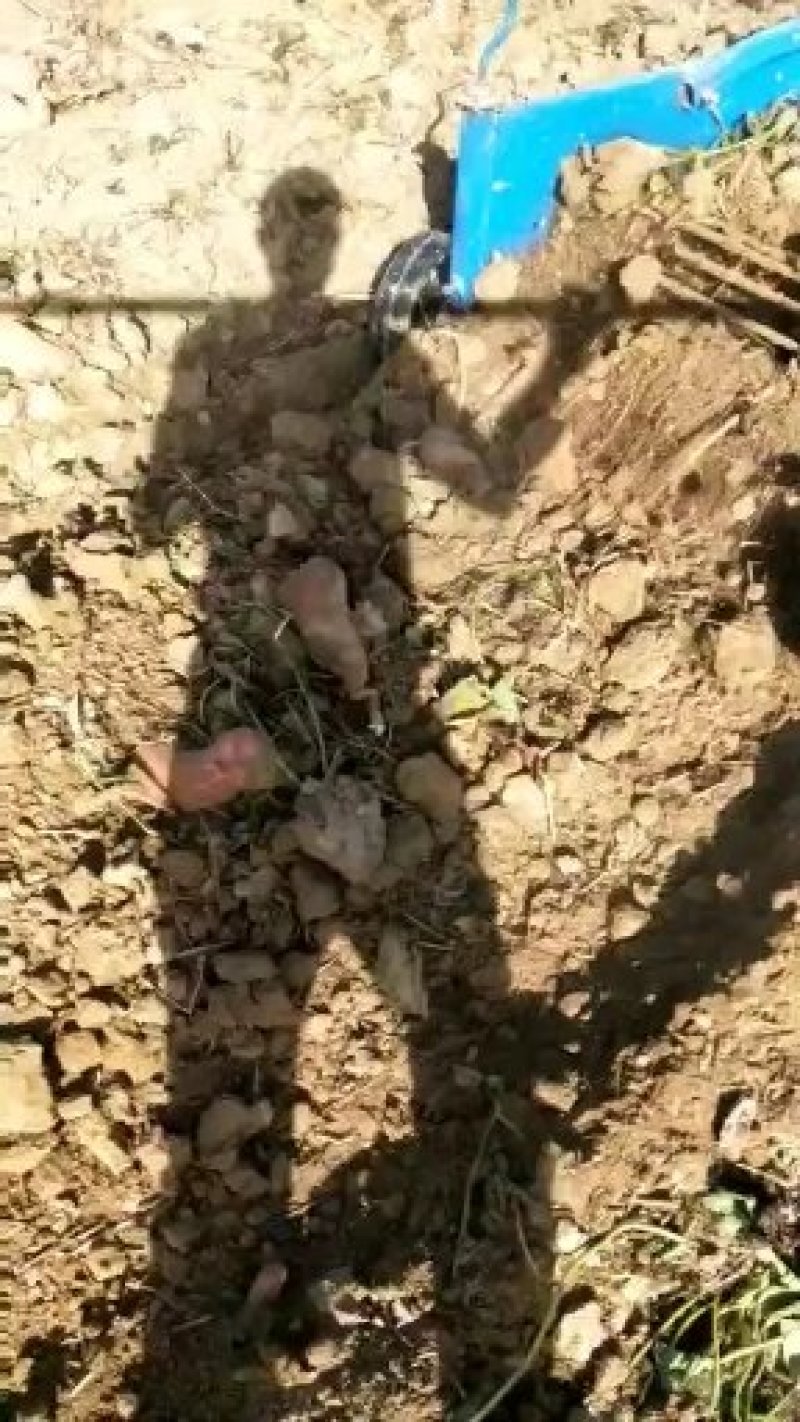 农家纯手工地瓜粉条