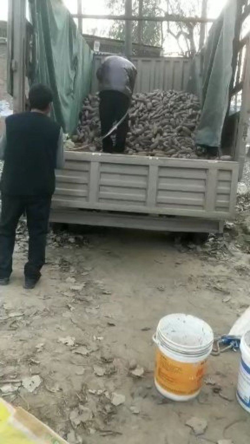 农家纯手工地瓜粉条
