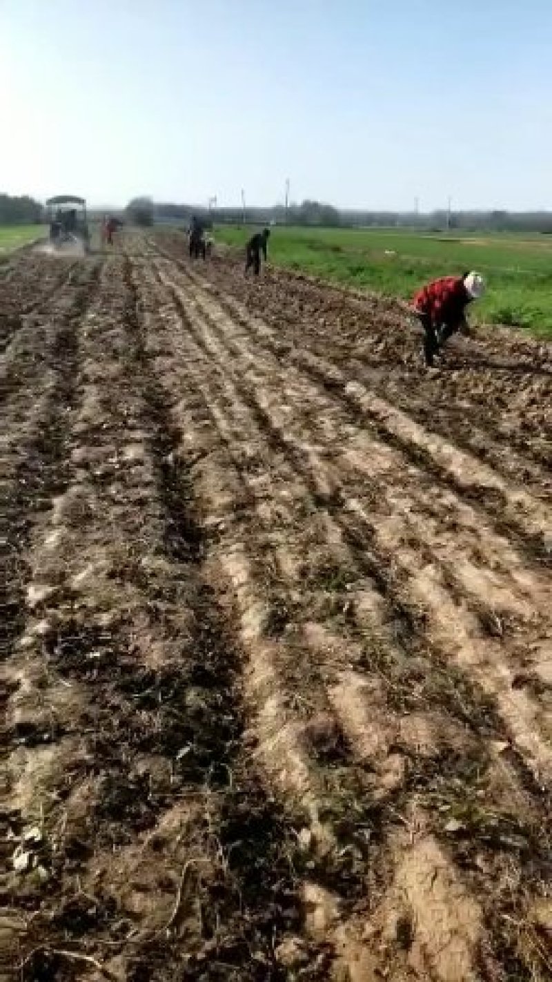 农家纯手工地瓜粉条