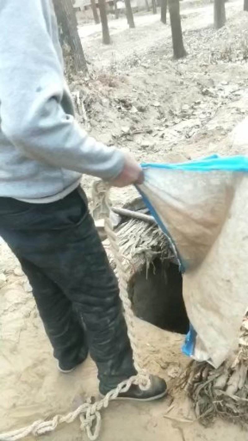 农家纯手工地瓜粉条
