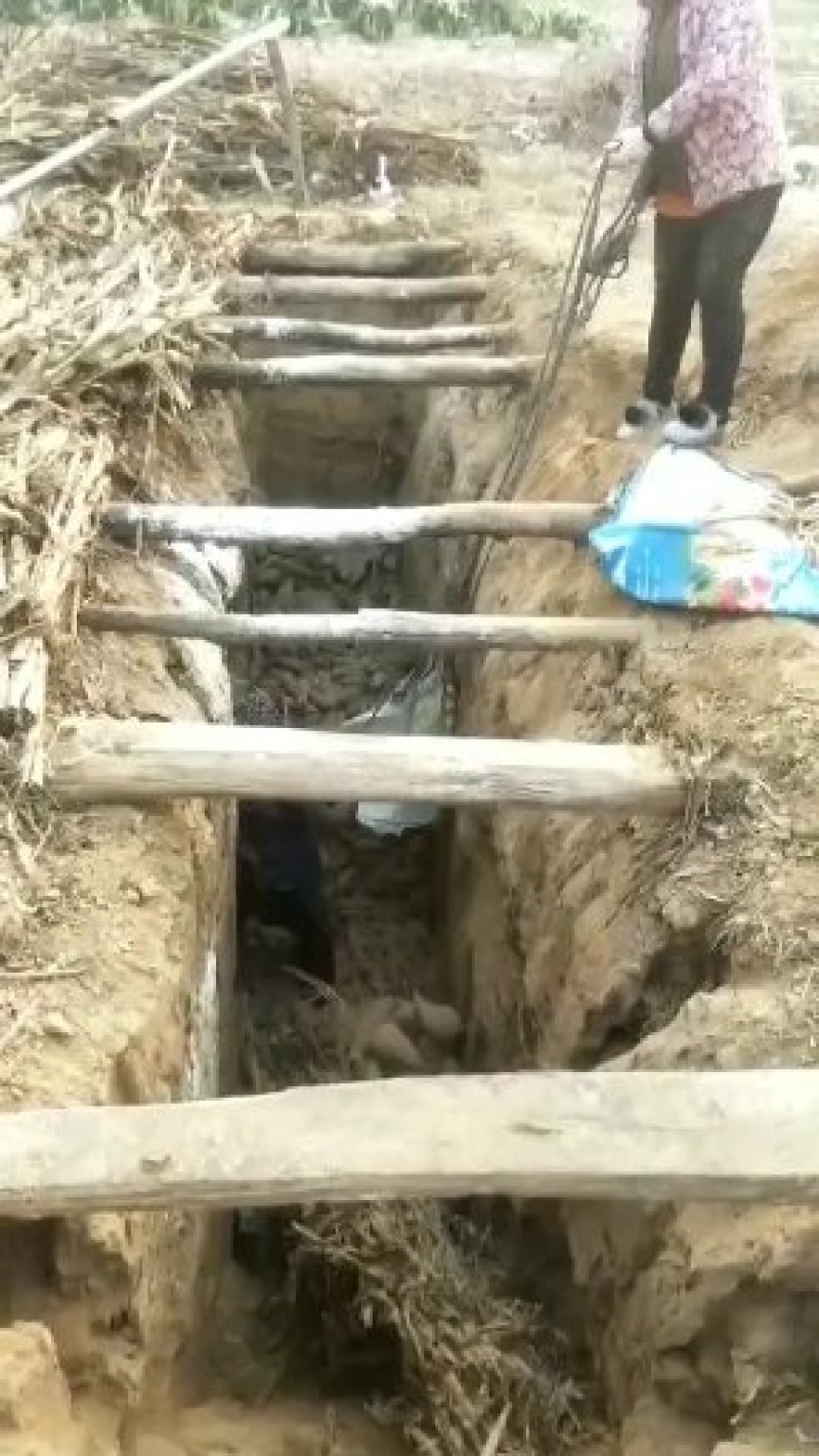 农家纯手工地瓜粉条