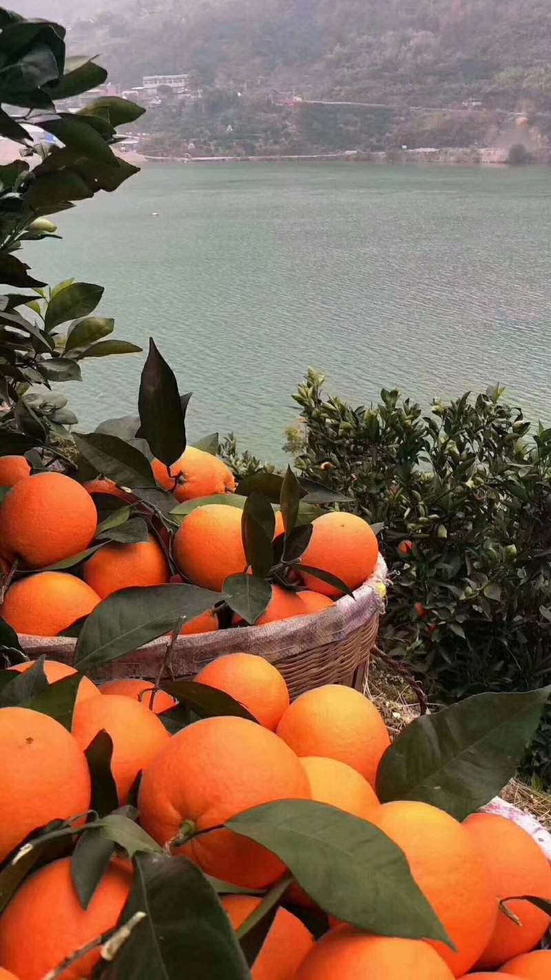 【精品】湖北秭归夏橙，产地直销，对接批发，商超**，量大
