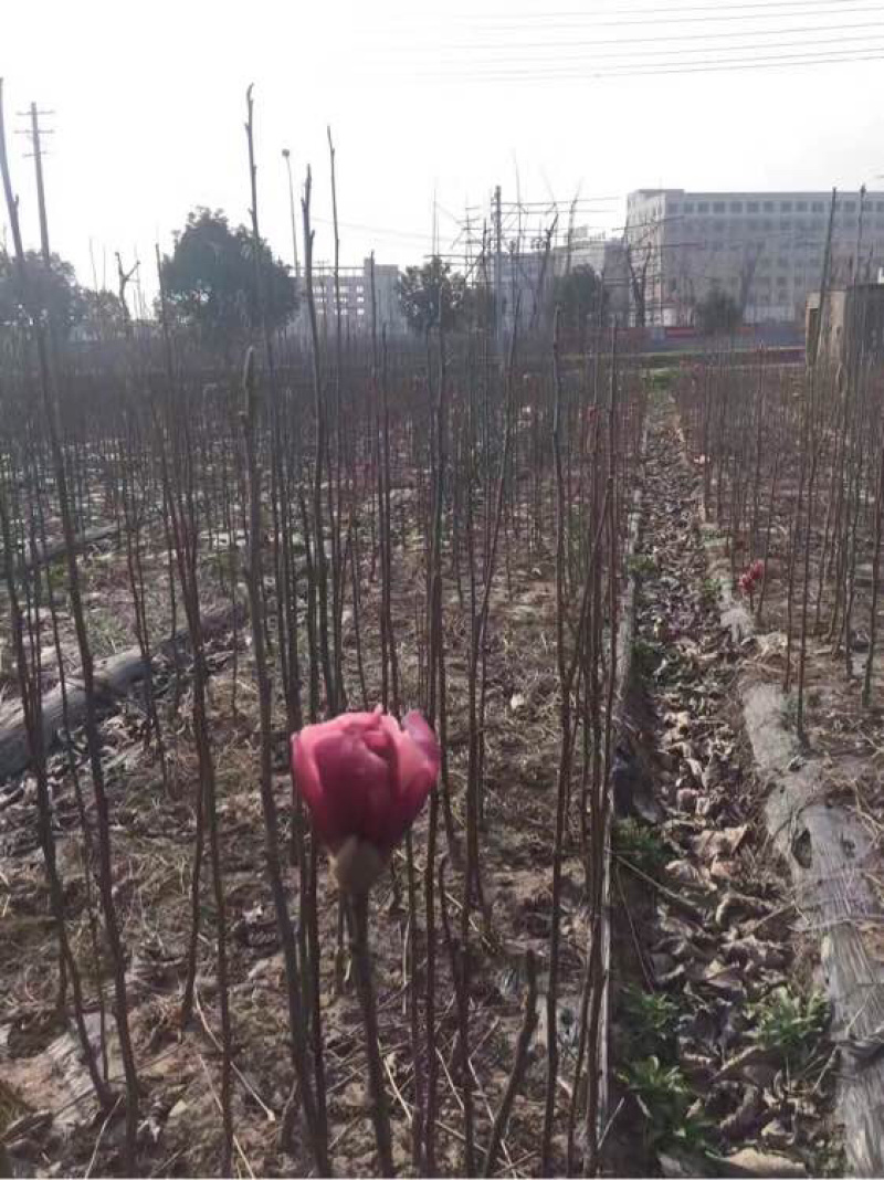 红玉兰基地苗1-1.5米大量供应，优质苗，正宗