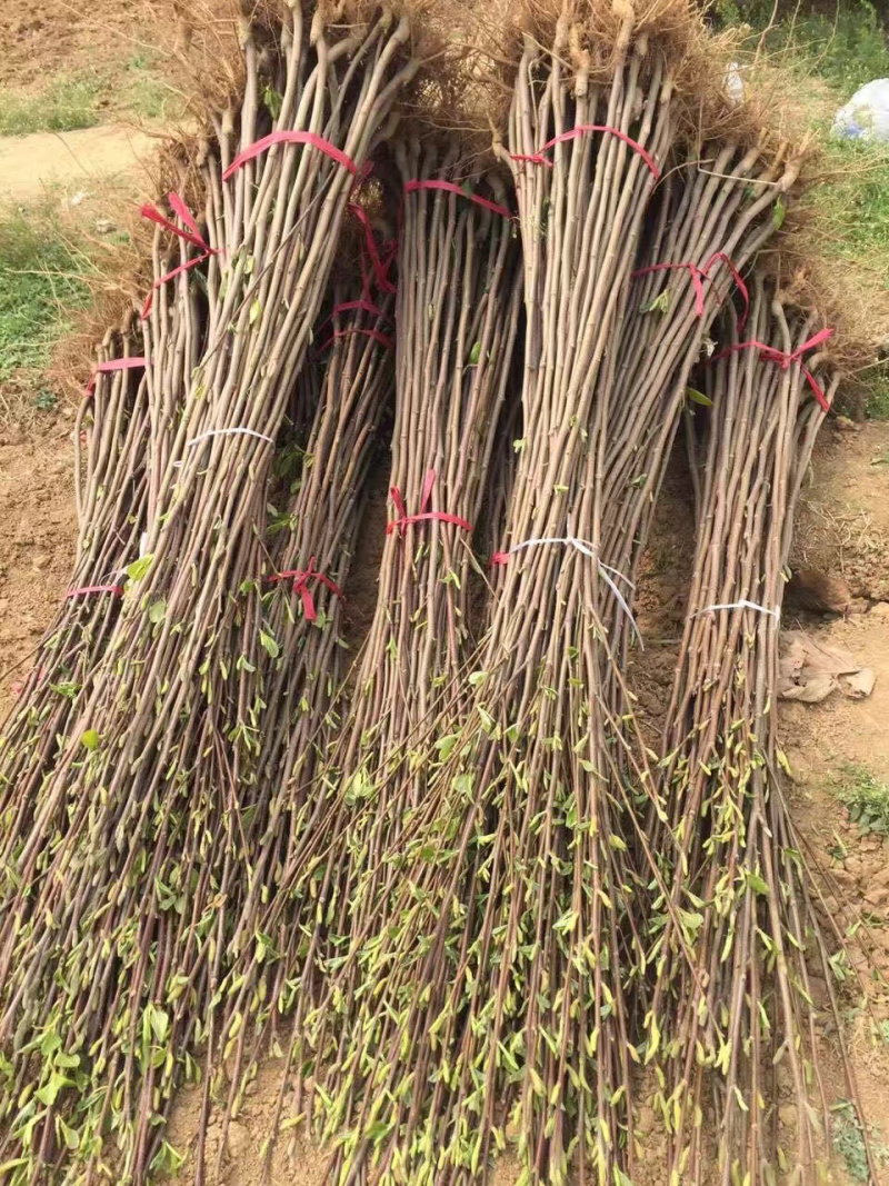 红玉兰基地苗1-1.5米大量供应，优质苗，正宗