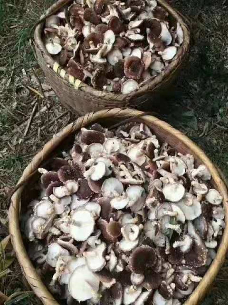 本地菇，香味超浓郁原木冬菇口感特别的好
