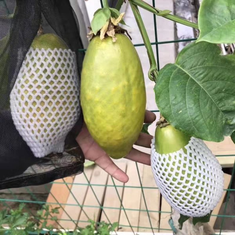 木瓜百香果苗密甜纯正品种苗包邮包售后技术指导