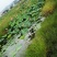 观赏藕种
