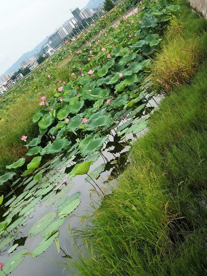 观赏藕种