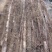 九斤黄山药种