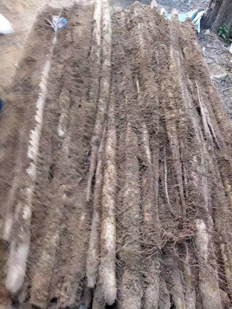 九斤黄山药种