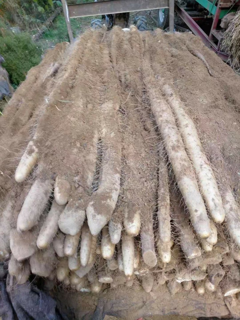 九斤黄山药种