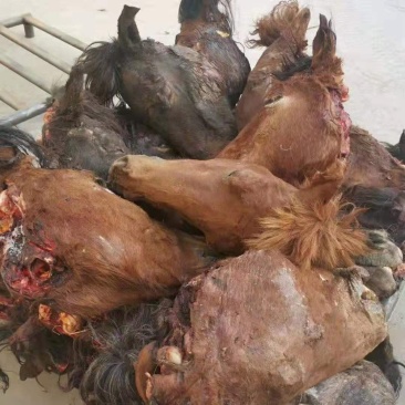 马肉，马头，带毛马头大量现货供应！