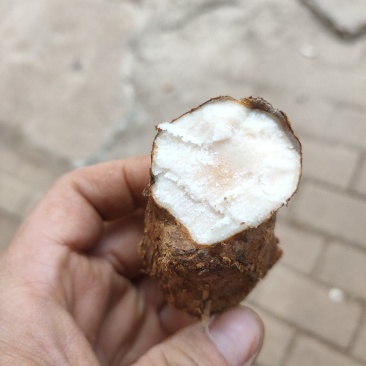 肇庆土茯苓(粉质本地货，不变色，长期有货)