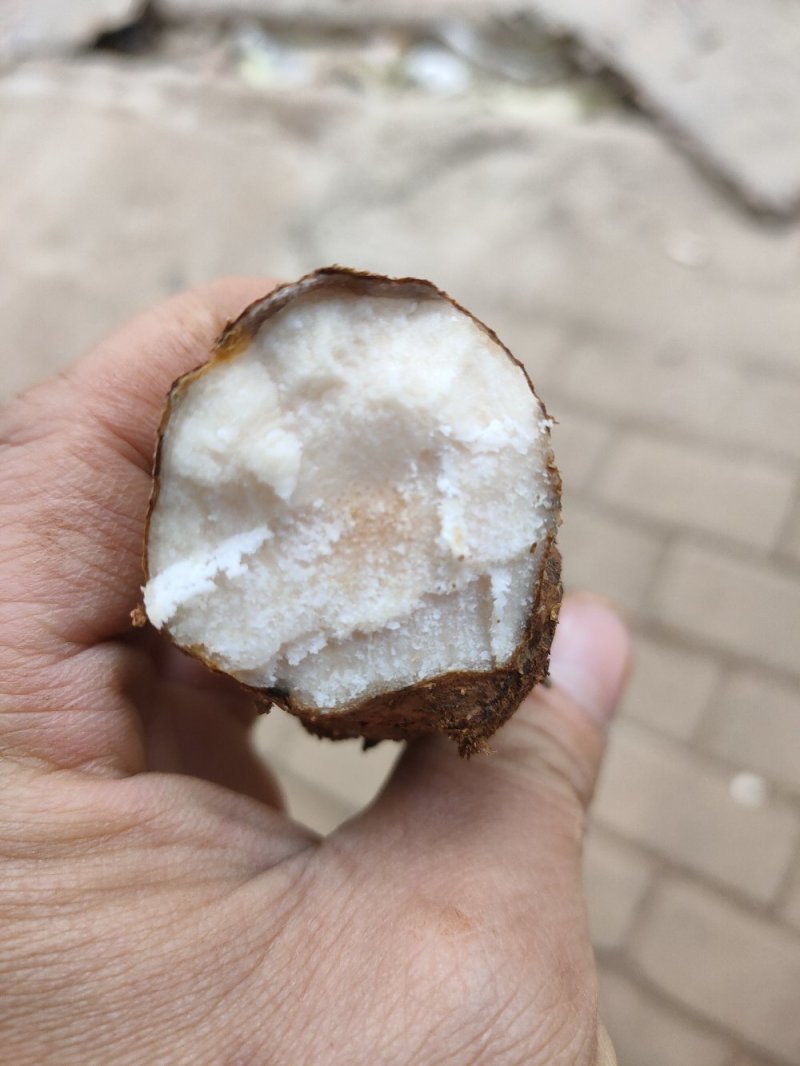 肇庆土茯苓(粉质本地货，不变色，长期有货)