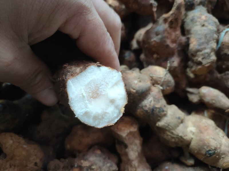 肇庆土茯苓(粉质本地货，不变色，长期有货)