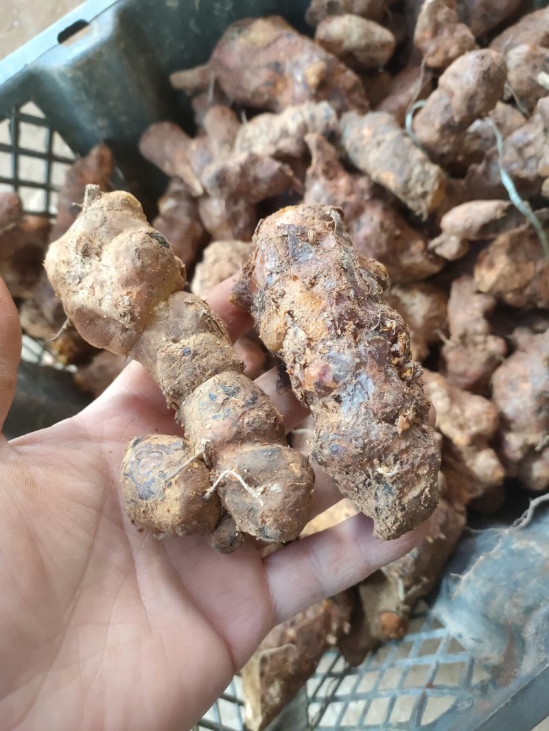 肇庆土茯苓(粉质本地货，不变色，长期有货)