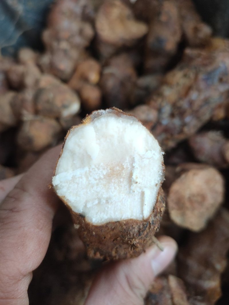 肇庆土茯苓(粉质本地货，不变色，长期有货)