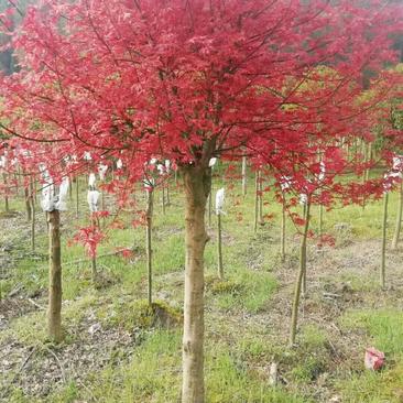 日本红，中国红，三季红枫地苗，袋苗，各种红枫欢迎欢迎老板