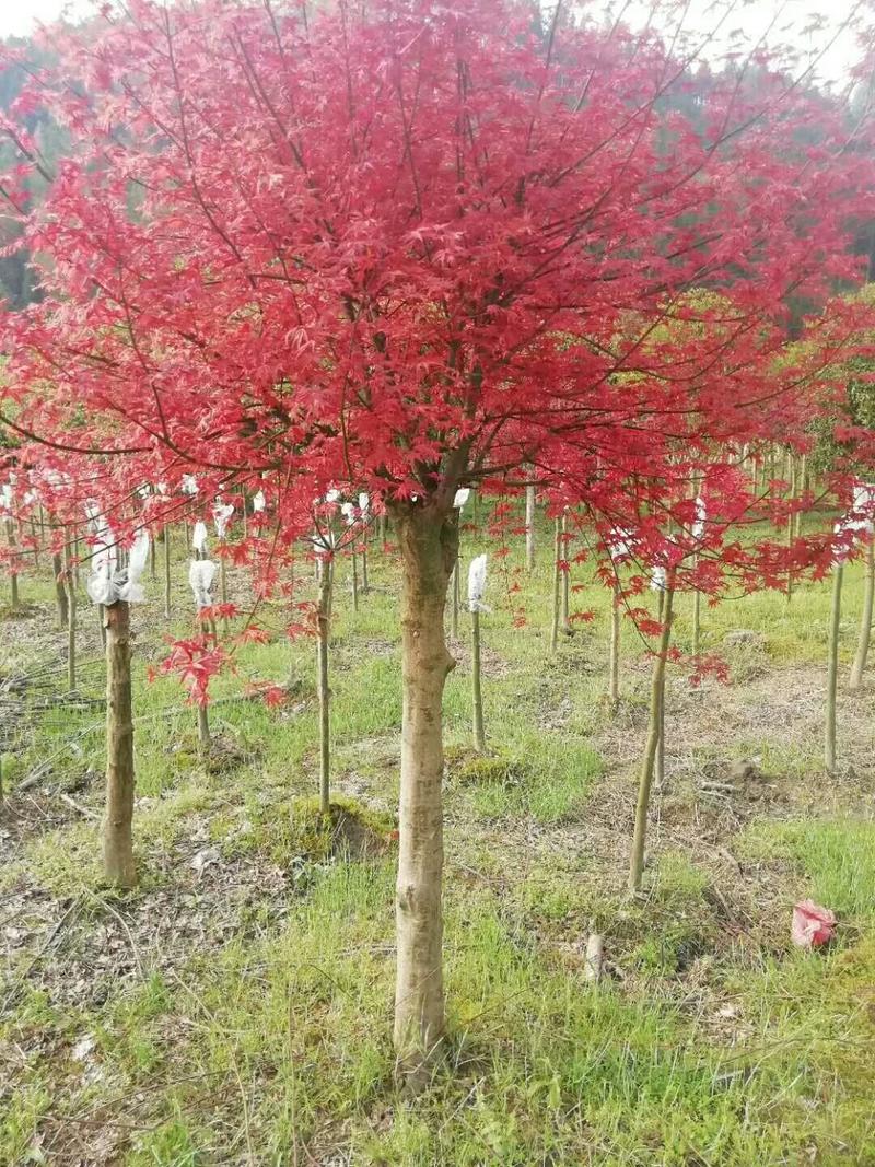 日本红，中国红，三季红枫地苗，袋苗，各种红枫欢迎欢迎老板