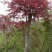 日本红，中国红，三季红枫地苗，袋苗，各种红枫欢迎欢迎老板