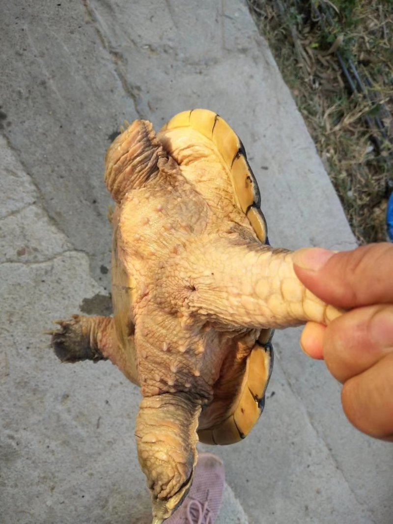 十几年老鳄鱼龟