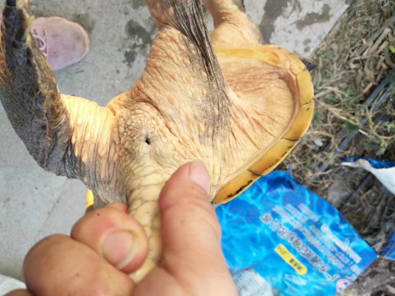 十几年老鳄鱼龟
