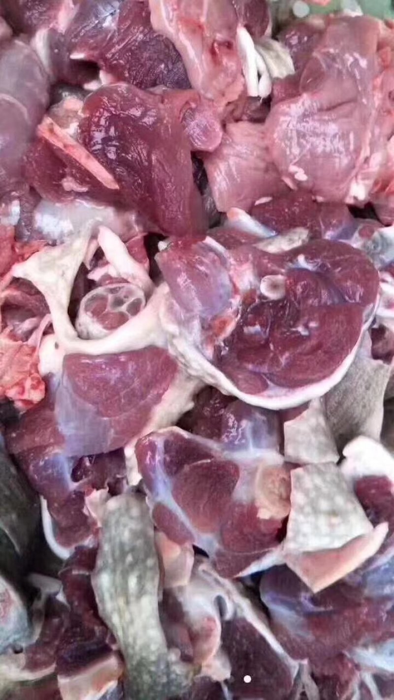 十几年老鳄鱼龟