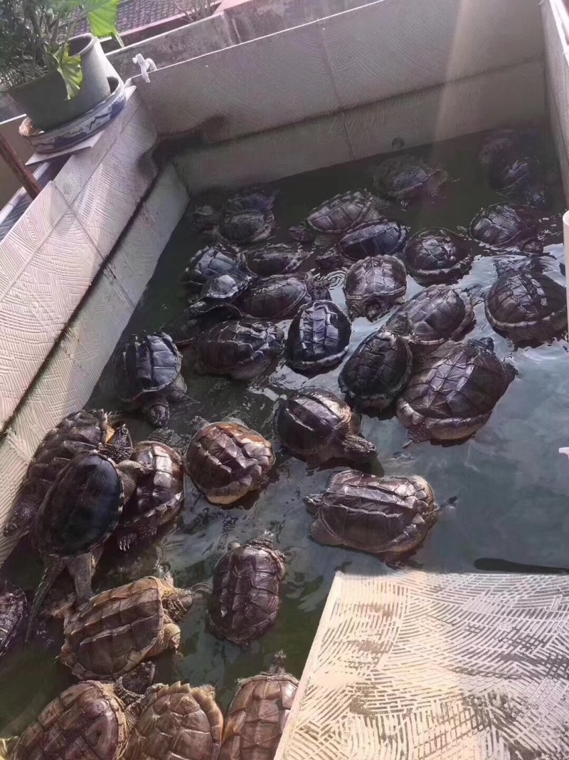 十几年老鳄鱼龟