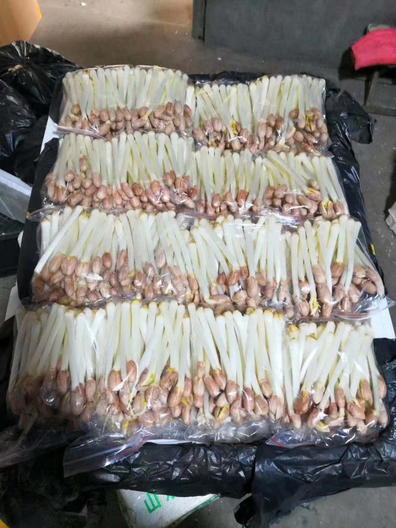 花生芽，无土栽培货发全国各地基地直供，品质保证