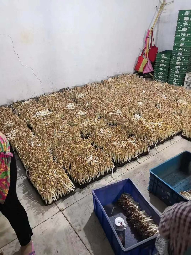 花生芽，无土栽培货发全国各地基地直供，品质保证