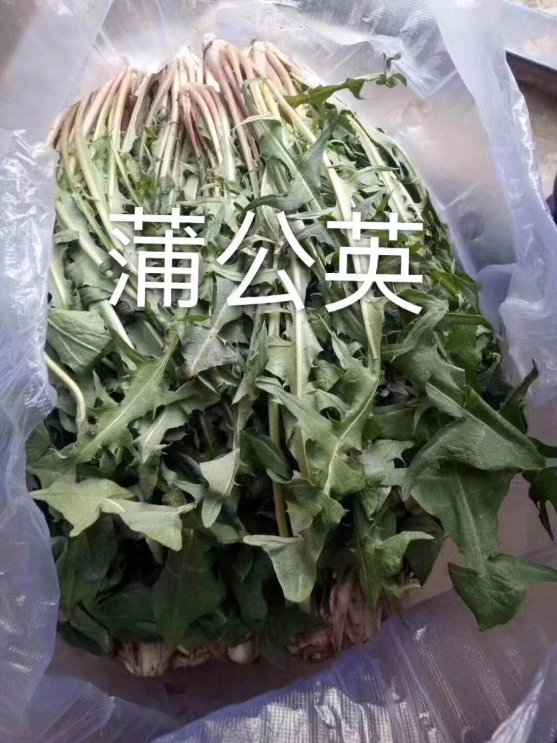 蒲公英，养生野菜，祛火去湿，冬季上鲜，全年无休，一直有货