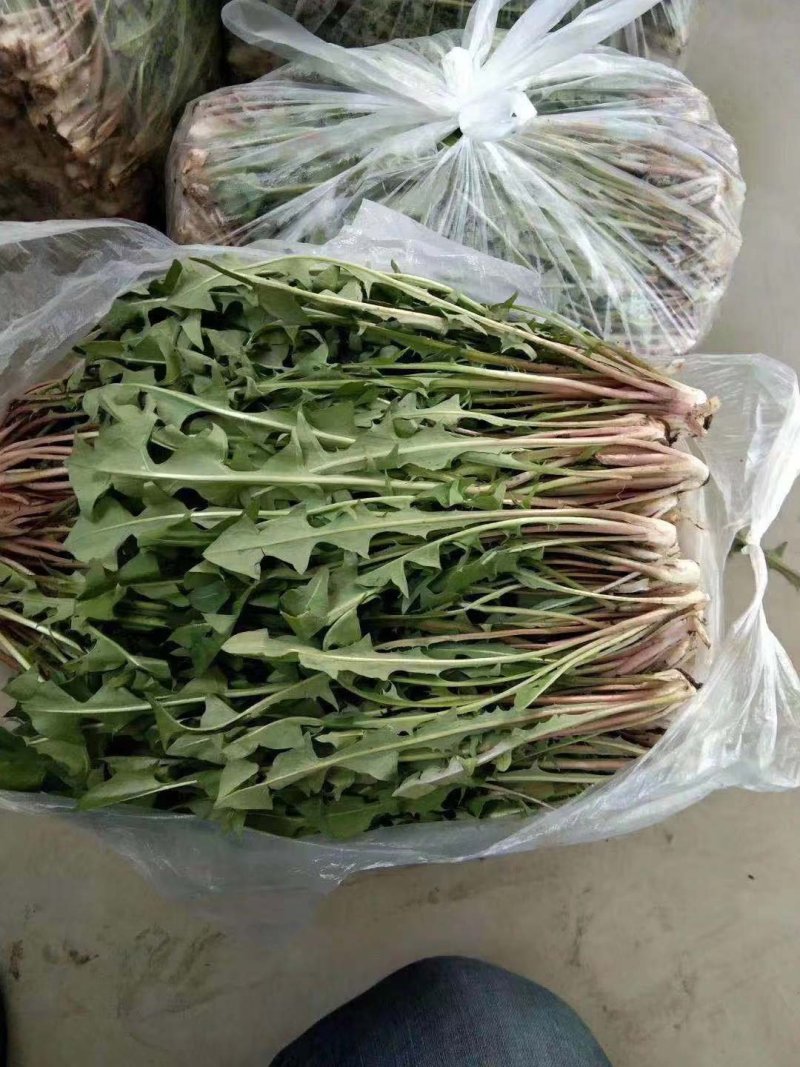 蒲公英，养生野菜，祛火去湿，冬季上鲜，全年无休，一直有货