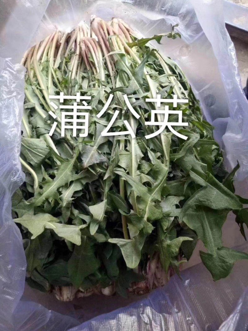 蒲公英，养生野菜，祛火去湿，冬季上鲜，全年无休，一直有货