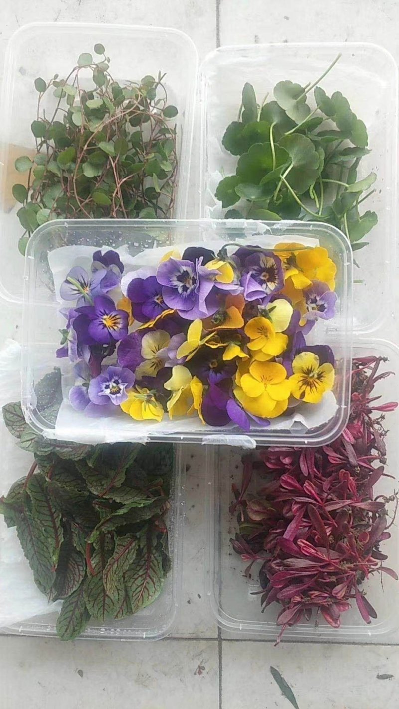 蒲公英，养生野菜，祛火去湿，冬季上鲜，全年无休，一直有货