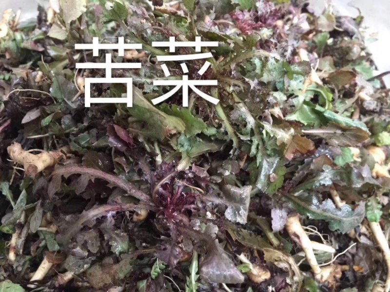 蒲公英，养生野菜，祛火去湿，冬季上鲜，全年无休，一直有货