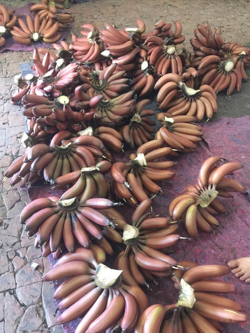 【一件代发】漳州红皮香蕉红香蕉美人蕉新鲜水果3斤5斤包邮