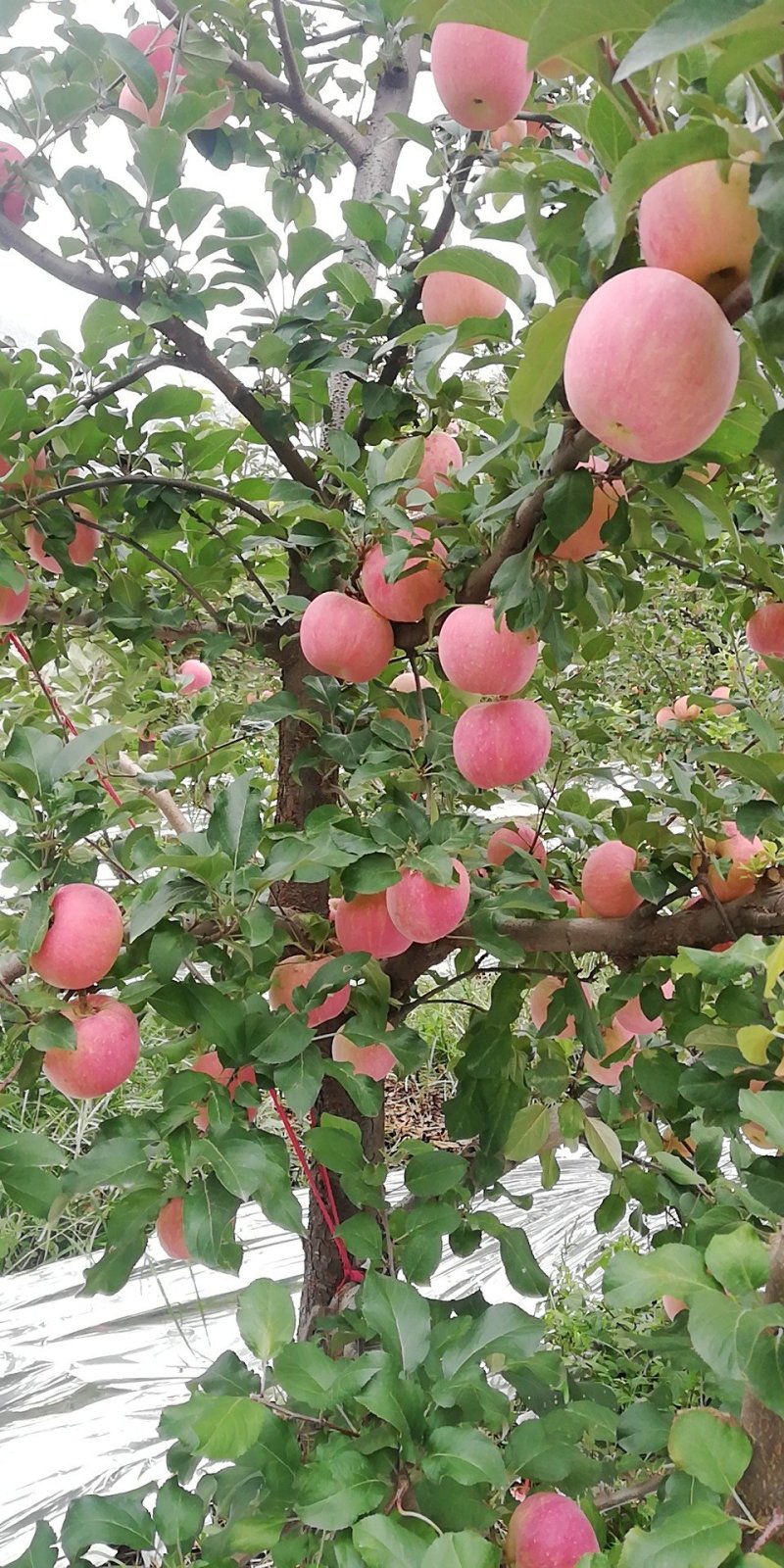 【精选】河北苹果，原产地发货一手货源，量大从优，可全国发货~