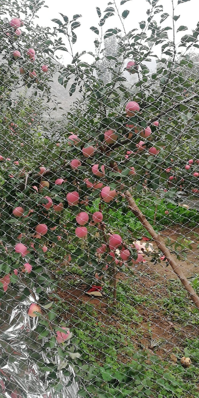 【精选】河北苹果，原产地发货一手货源，量大从优，可全国发货~
