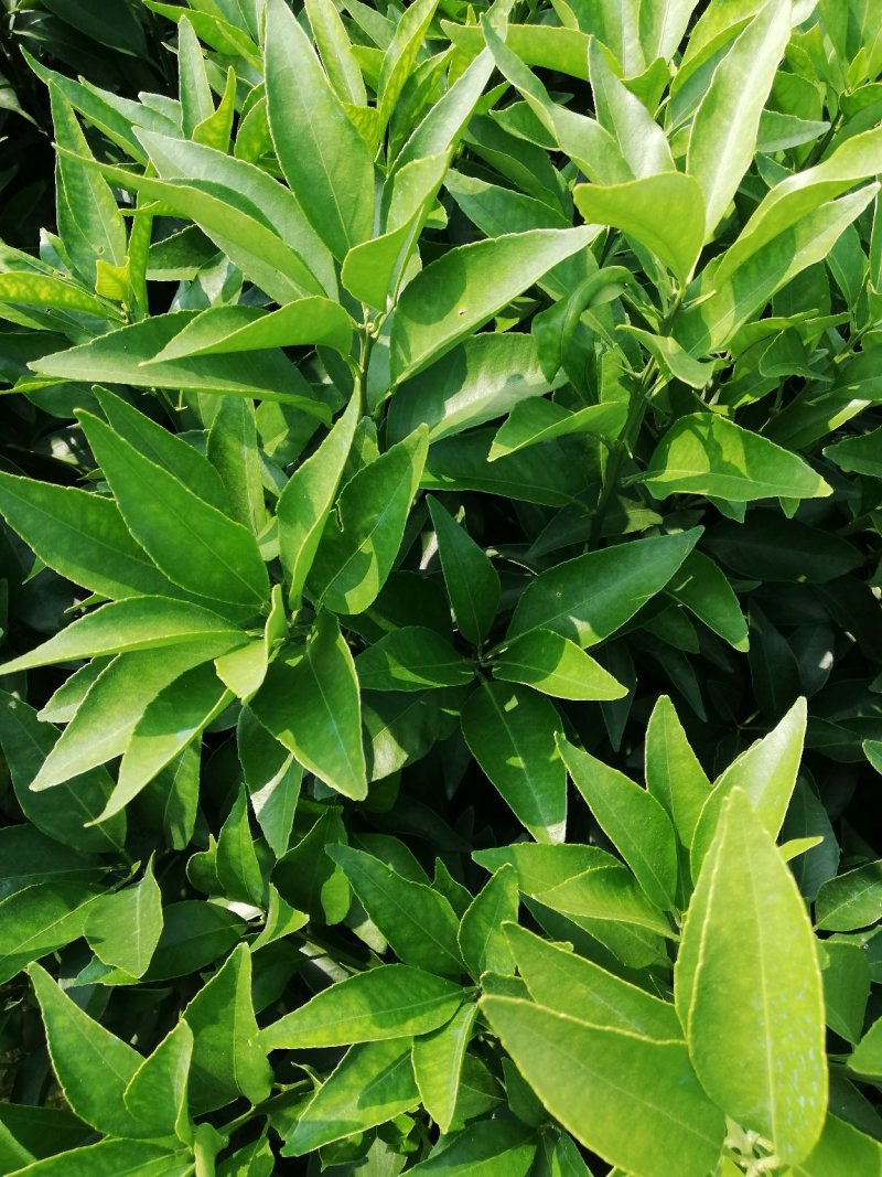 红美人（爱媛28）苗品种纯正包邮免费枝术支持