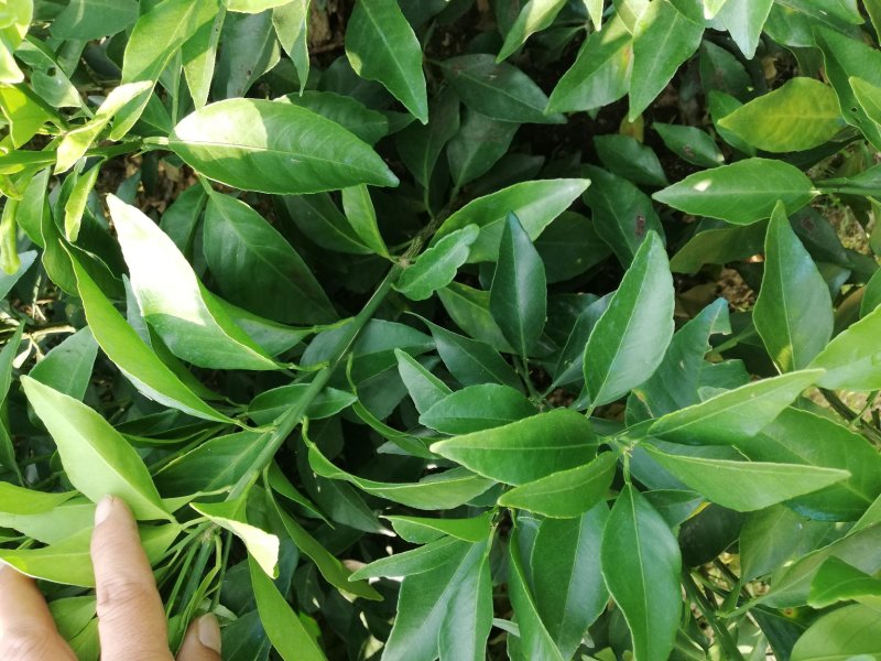 红美人（爱媛28）苗品种纯正包邮免费枝术支持
