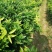 红美人(爱媛28)苗品种纯正包邮免费枝术支持