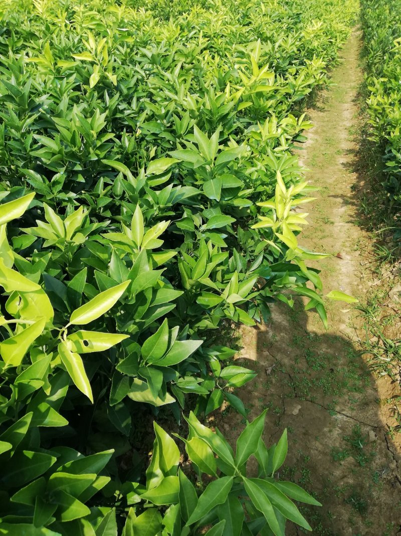 红美人（爱媛28）苗品种纯正包邮免费枝术支持