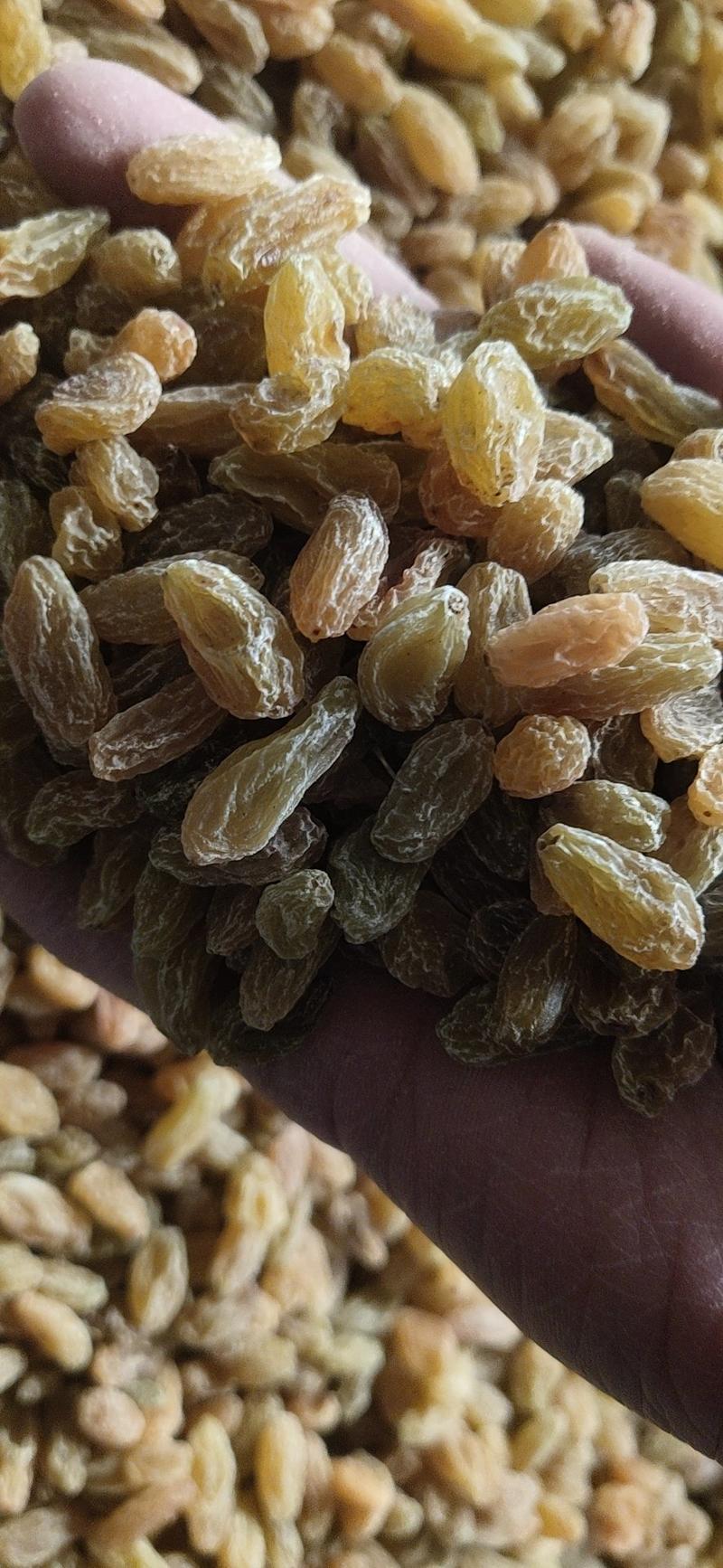 新疆吐鲁番葡萄干树上黄葡萄干大颗粒中颗粒小颗粒