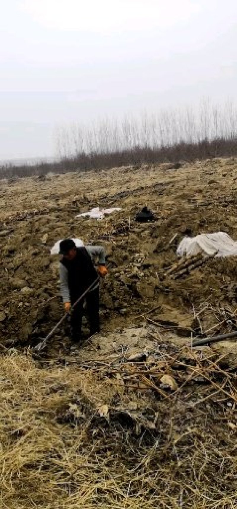 （热销）渭南马渡渭河滩九眼莲藕3735产地直销