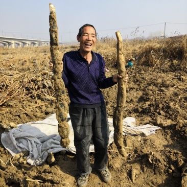 （热销）渭南马渡渭河滩九眼莲藕3735产地直销