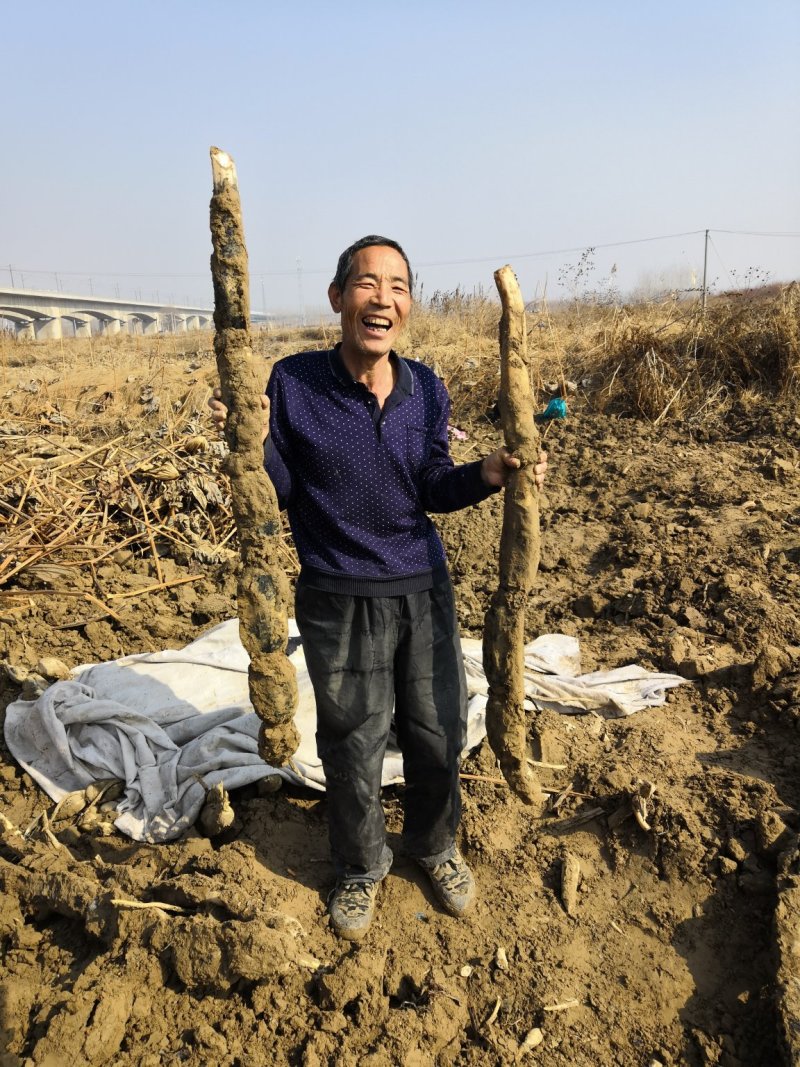 （热销）渭南马渡渭河滩九眼莲藕3735产地直销