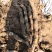 （热销）渭南马渡渭河滩九眼莲藕3735产地直销