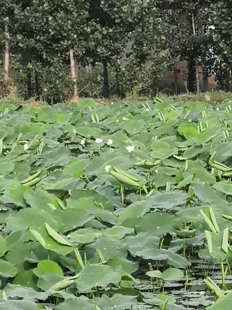 （热销）渭南马渡渭河滩九眼莲藕3735产地直销