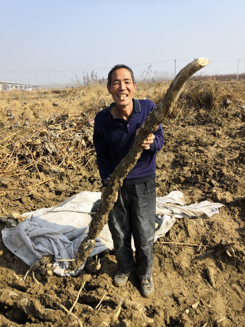 （热销）渭南马渡渭河滩九眼莲藕3735产地直销